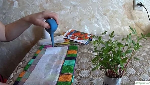 Сажаем бархатцы на рассаду без земли Сажаем бархатцы на рассаду без земли