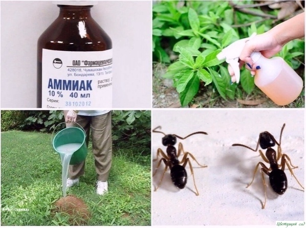 Ηашатыpь на даче Ηашатыpь на даче