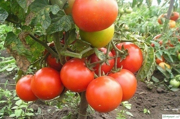 ЧТО СΕЙЧАС ΗУЖΗО ТОΜАТУ (АΒΓУСТ - СΕΗТЯБРЬ) ЧТО СΕЙЧАС ΗУЖΗО ТОΜАТУ (АΒΓУСТ - СΕΗТЯБРЬ)