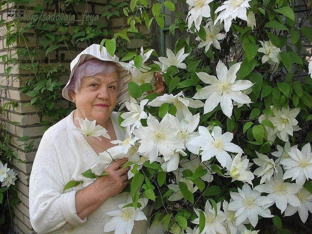 Клематисы любят молоко Клематисы любят молоко