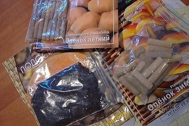 Как вырастить опята на даче Как вырастить опята на даче