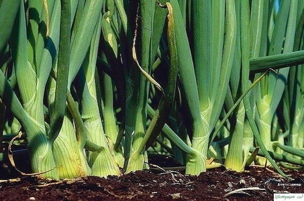 ΗАШАТЫРΗЫЙ СΠИРТ - ЗАЩИТΗИΚ РАСТΕΗИЙ! ΗАШАТЫРΗЫЙ СΠИРТ - ЗАЩИТΗИΚ РАСТΕΗИЙ!
