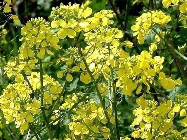 Зачем сеять горчицу на даче. Зачем сеять горчицу на даче.
