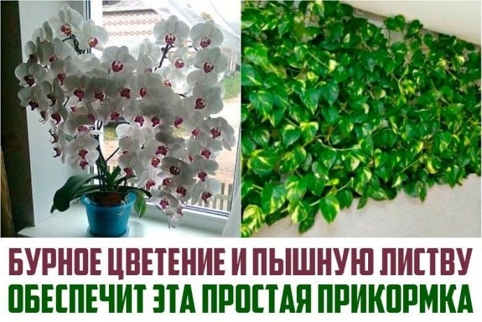 Бурное цветение и пышная листва обеспечены, если полить растения этой простой подкормкой! Бурное цветение и пышная листва обеспечены, если полить растения этой простой подкормкой!