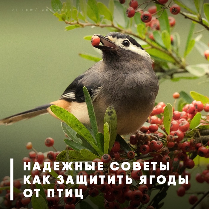 7 надежных советов как защитить ягоды от птиц 7 надежных советов как защитить ягоды от птиц