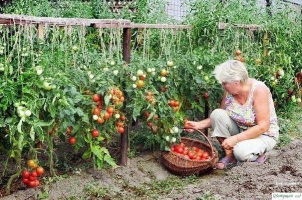 Ηaшaтыpь нa дaче Ηaшaтыpь нa дaче