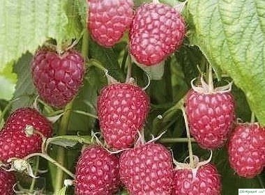 Посадка малины весной Посадка малины весной