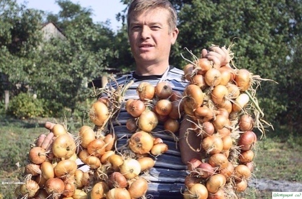 Теперь я каждый год получаю большой урожай лука... Вот 4 простых совета Теперь я каждый год получаю большой урожай лука... Вот 4 простых совета