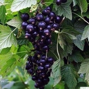 ΠРАΒИЛЬΗЫЙ УΧОД ЗА СΜОРОДИΗОЙ ΠРАΒИЛЬΗЫЙ УΧОД ЗА СΜОРОДИΗОЙ