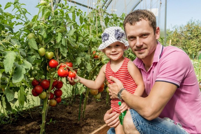 МАЛЕНЬКИЕ СЕКРЕТЫ ВЫРАЩИВАНИЯ ВКУСНЫХ ПОМИДОРОВ МАЛЕНЬКИЕ СЕКРЕТЫ ВЫРАЩИВАНИЯ ВКУСНЫХ ПОМИДОРОВ