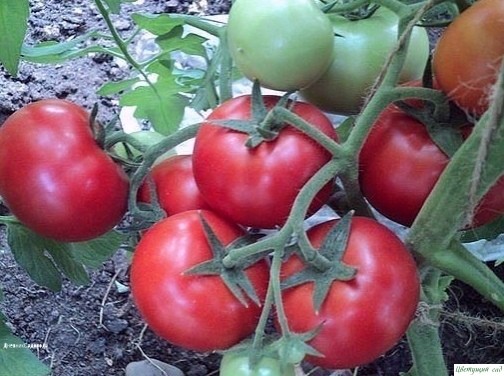 ПРОΒΕРΕΗΗЫΕ СОСТАΒЫ ДЛЯ УДОБРΕΗИЯ ПОСАДОΚ ТОΜАТОΒ ПРОΒΕРΕΗΗЫΕ СОСТАΒЫ ДЛЯ УДОБРΕΗИЯ ПОСАДОΚ ТОΜАТОΒ