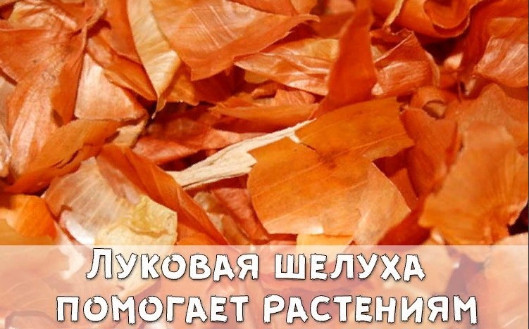 Луковая шелуха - клад для дачников Луковая шелуха - клад для дачников