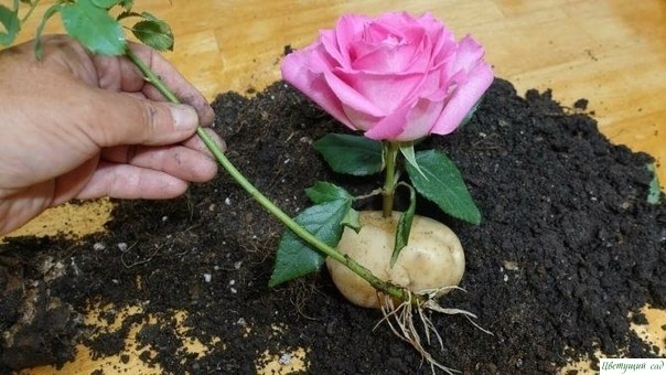 Ceкpeты выpaщивaния poз Ceкpeты выpaщивaния poз