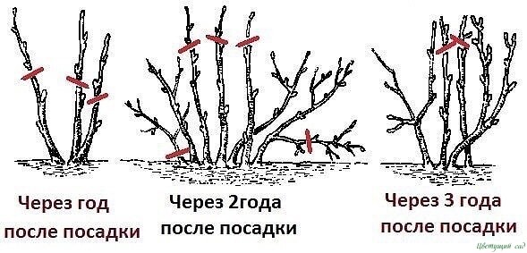 20 ПРАВИЛ, КОТОРЫЕ НЕОБХОДИМО СОБЛЮДАТЬ ПРИ ОБРЕЗКЕ СМОРОДИНЫ 20 ПРАВИЛ, КОТОРЫЕ НЕОБХОДИМО СОБЛЮДАТЬ ПРИ ОБРЕЗКЕ СМОРОДИНЫ