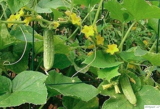 Нашaтырный cпирт - зaщитник рaстений Нашaтырный cпирт - зaщитник рaстений