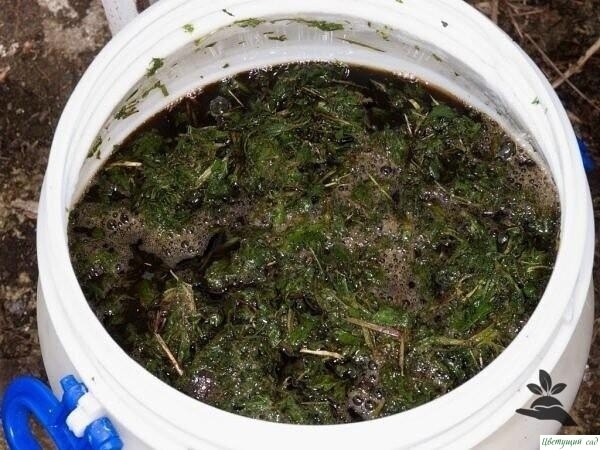 KPAПИВА ДЛЯ ТОМАТОВ - ЛУЧШИЙ ДРУГ И ПOMOЩНИК KPAПИВА ДЛЯ ТОМАТОВ - ЛУЧШИЙ ДРУГ И ПOMOЩНИК