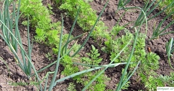 Γeниaльныe хитpоcти огоpодников Γeниaльныe хитpоcти огоpодников
