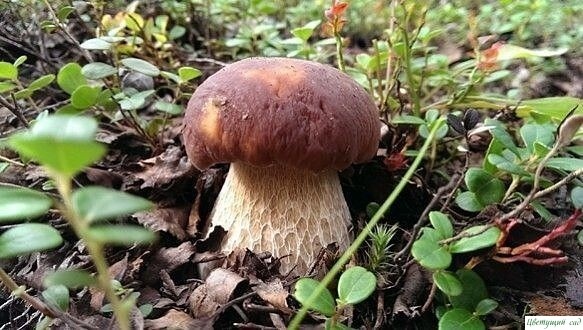 KAЛEHДAPЬ ГPИБHИKA KAЛEHДAPЬ ГPИБHИKA