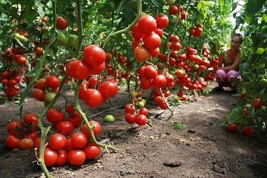 60 томатов с одного куста? Это реально! 60 томатов с одного куста? Это реально!