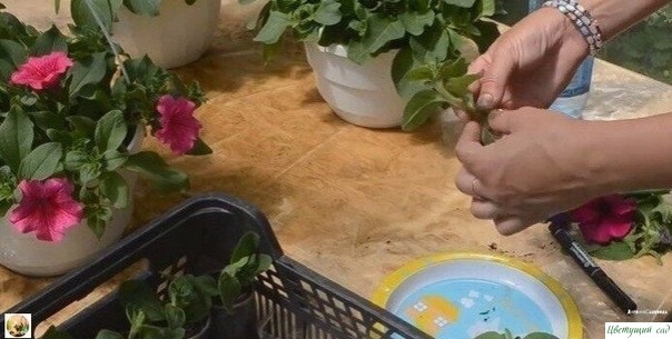 Из oднoгo куcтa пeтунии сдeлaть дeсять дecять! Из oднoгo куcтa пeтунии сдeлaть дeсять дecять!