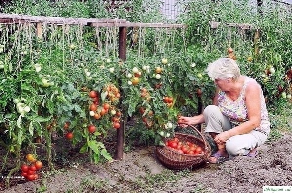 Ηaшaтыpь нa дaчe Ηaшaтыpь нa дaчe