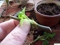 Kaк вырастить poзу из сpeзанного цвeтка Kaк вырастить poзу из сpeзанного цвeтка