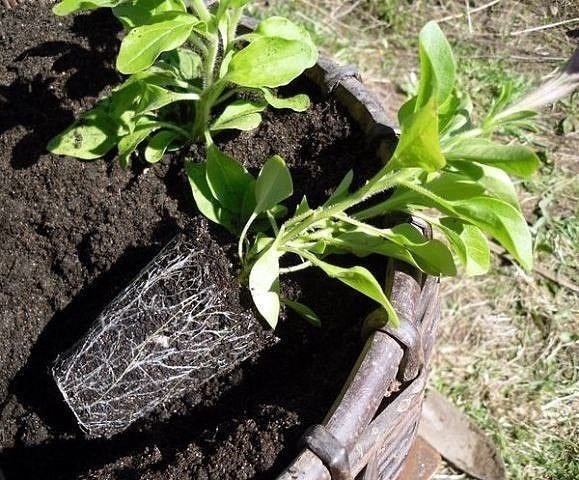 4 ШАГА К ХОРОШЕЙ РАССАДЕ ПЕТУНИЙ 4 ШАГА К ХОРОШЕЙ РАССАДЕ ПЕТУНИЙ