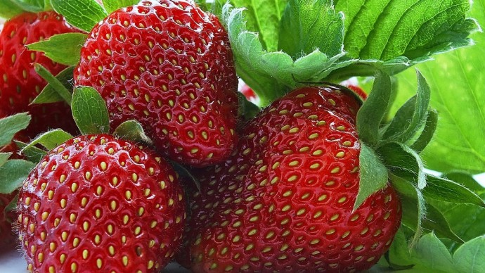 Уход за клубникой после сбора урожая. Уход за клубникой после сбора урожая.