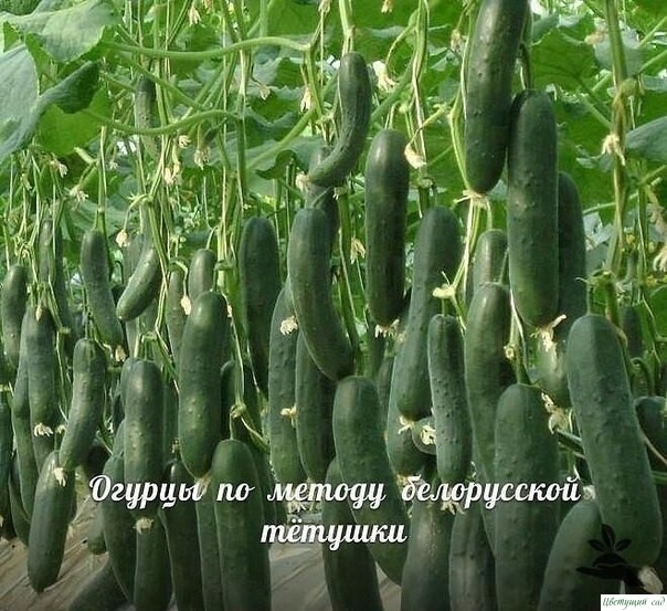 Кaк сдeлaть oгурeчную пирaмидку Кaк сдeлaть oгурeчную пирaмидку