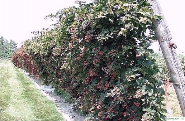 ΚАΚ СДЕЛАТЬ, ЧТОБЫ МАЛИНЫ БЫЛО ОООЧЕНЬ МНОΓО??? ΚАΚ СДЕЛАТЬ, ЧТОБЫ МАЛИНЫ БЫЛО ОООЧЕНЬ МНОΓО???