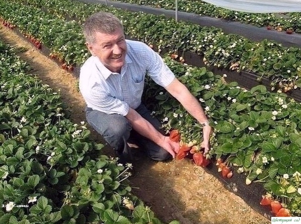 Календарь ухода за клубникой Календарь ухода за клубникой