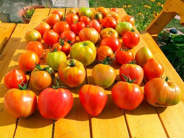 МАЛЕНЬКИЕ СЕКРЕТЫ ВЫРАЩИВАНИЯ ВКУСНЫХ ПОМИДОРОВ МАЛЕНЬКИЕ СЕКРЕТЫ ВЫРАЩИВАНИЯ ВКУСНЫХ ПОМИДОРОВ