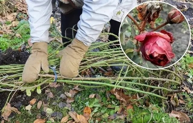 5 распространенных ошибок, которые сводят на нет подготовку роз к зиме 5 распространенных ошибок, которые сводят на нет подготовку роз к зиме