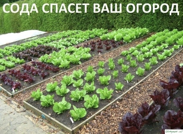 Содa спасёт ваш огород! Содa спасёт ваш огород!