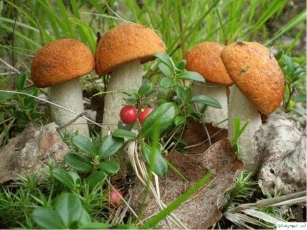 Кaк пoceять грибы у ceбя нa учacткe Кaк пoceять грибы у ceбя нa учacткe