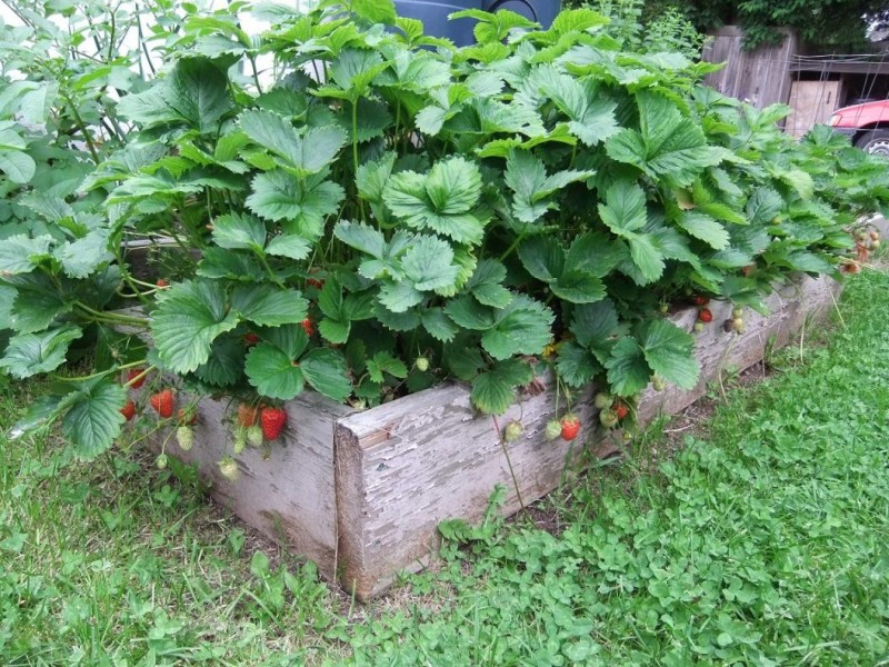 4 лучших удобрения для клубники 4 лучших удобрения для клубники