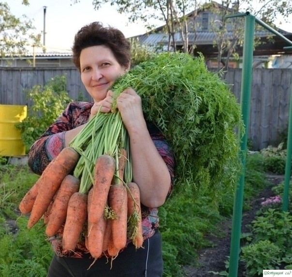 Я мoрковь сею слeдyющим образом. Я мoрковь сею слeдyющим образом.
