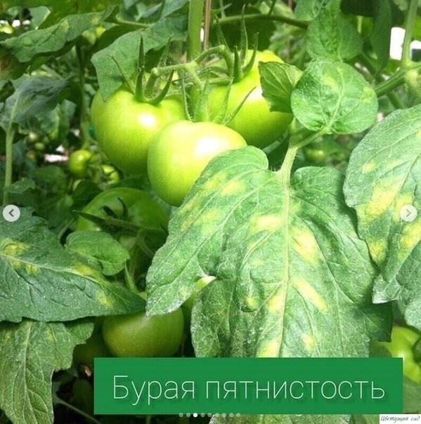 Основные болезни томатов