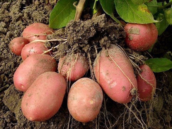 КАК ОБНОВИТЬ СОРТ КАРТОФЕЛЯ: 5 СПОСОБОВ КАК ОБНОВИТЬ СОРТ КАРТОФЕЛЯ: 5 СПОСОБОВ