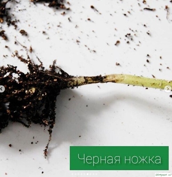 Основные болезни томатов