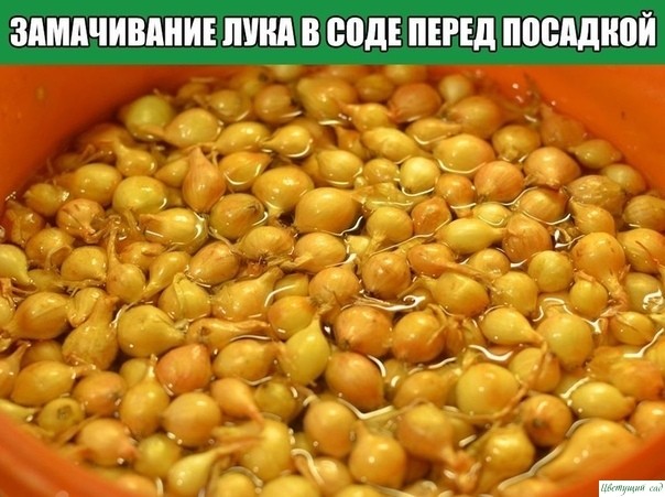 Замачивание лука в соде перед посадкой Замачивание лука в соде перед посадкой