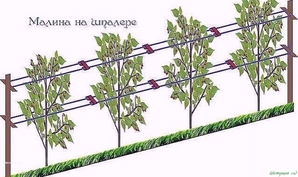 Как сделать, чтобы малины было ооочень много Как сделать, чтобы малины было ооочень много