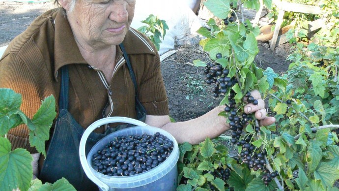 СМОРОДИНУ НУЖНО ПОСТОЯННО ОМОЛАЖИВАТЬ - И БОЛЬШОЙ УРОЖАЙ ВАМ ОБЕСПЕЧЕН СМОРОДИНУ НУЖНО ПОСТОЯННО ОМОЛАЖИВАТЬ - И БОЛЬШОЙ УРОЖАЙ ВАМ ОБЕСПЕЧЕН