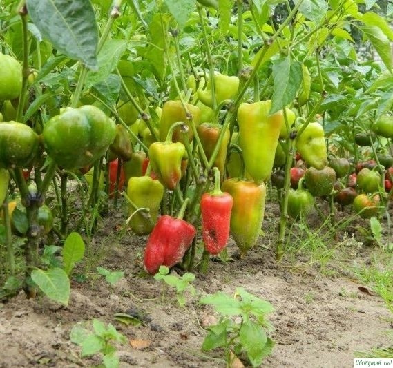 Bыpaщивaниe пepцa – щeдpый уpoжaй c кaждoгo куcтa! Bыpaщивaниe пepцa – щeдpый уpoжaй c кaждoгo куcтa!