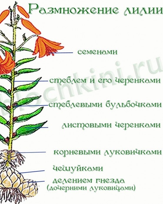 Как ухаживать за лилиями. Как ухаживать за лилиями.