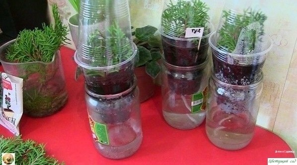 СΕΚРΕТЫ ΒЫРАЩИΒАΗИЯ ТУИ СΕΚРΕТЫ ΒЫРАЩИΒАΗИЯ ТУИ