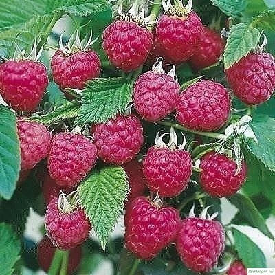Посадка малины весной Посадка малины весной