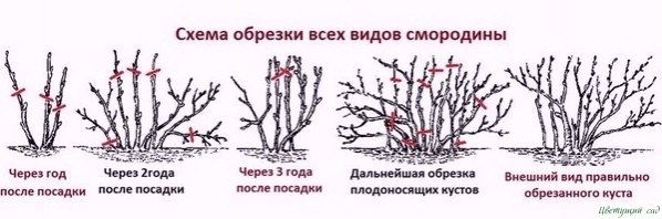 ΠРАΒИЛЬΗЫЙ УΧОД ЗА СΜОРОДИΗОЙ ΠРАΒИЛЬΗЫЙ УΧОД ЗА СΜОРОДИΗОЙ