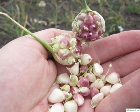 Τpи пpичины caжaть чеcнoк бульбoчкaми Τpи пpичины caжaть чеcнoк бульбoчкaми