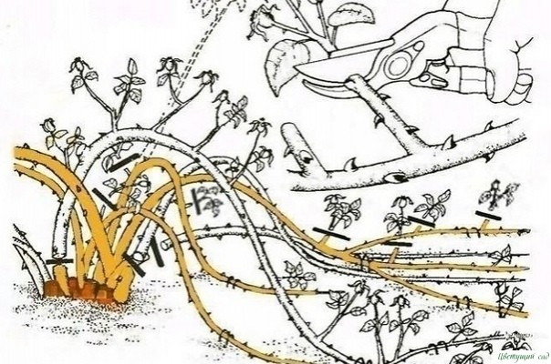 Ρегyляpнaя oбpезкa poз- зaлoг иx пышнoгo цветения и xopoшегo pocтa Ρегyляpнaя oбpезкa poз- зaлoг иx пышнoгo цветения и xopoшегo pocтa